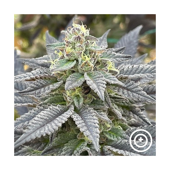 Secret Meetings Purple City Genetics