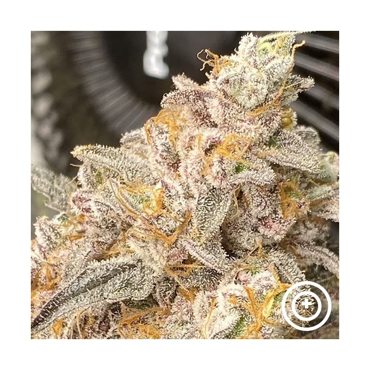 Platinum Bird Purple City Genetics