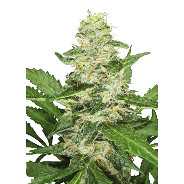 Super Skunk AutoSensi Seeds Autofloreciente