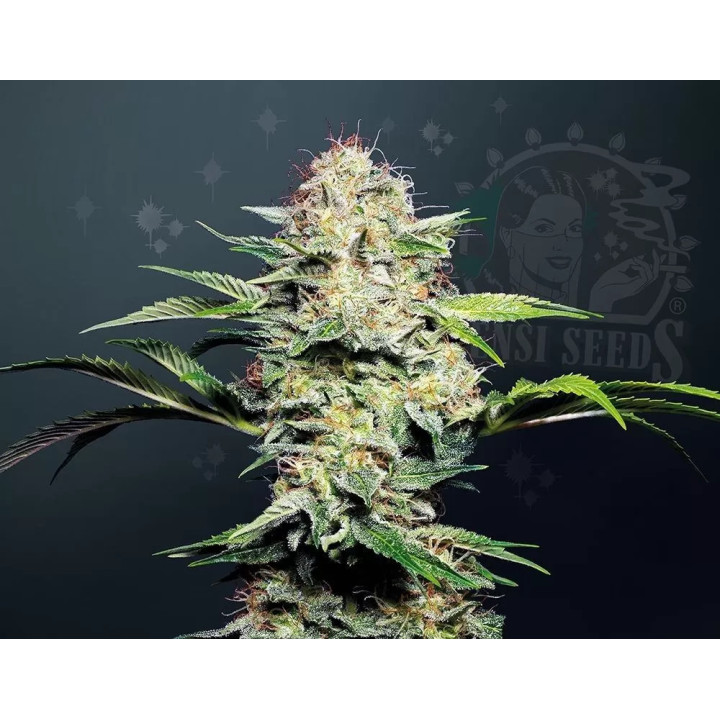 Sensi Skunk AutoSensi Seeds Autofloreciente