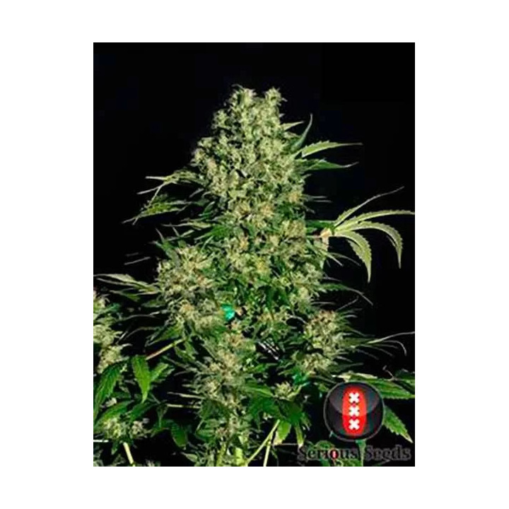 Chronic FeminizadaSerious Seeds