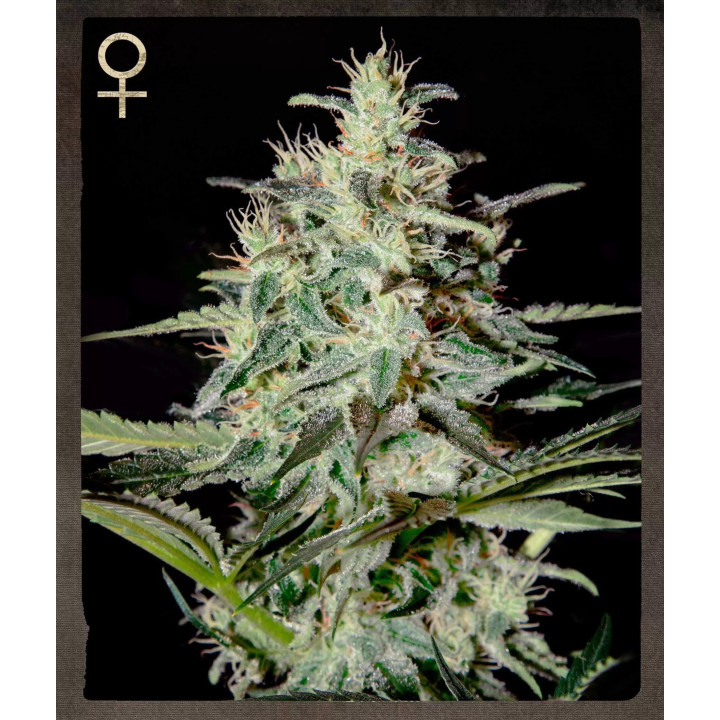  White Lemon Feminizada【Strain Hunters】