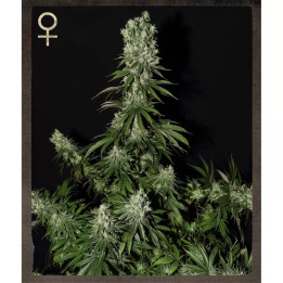  White Strawberry Skunk Feminizada【Strain Hunters】