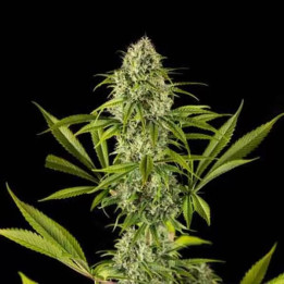  Royale Haze Feminizada 【Dinafem】
