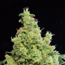  Blue Hash Feminizada 【Dinafem】