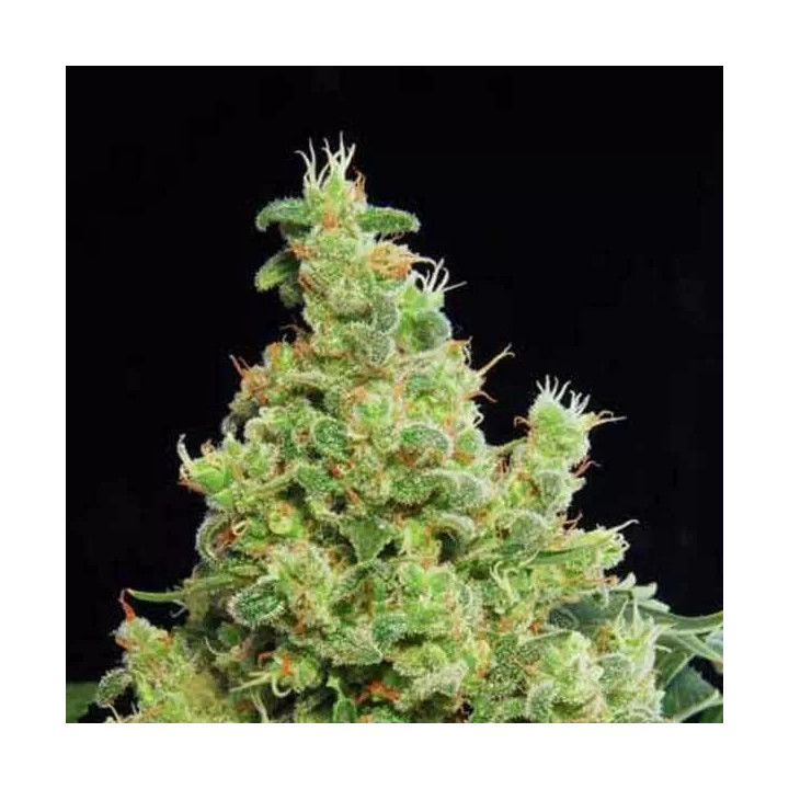 Blue Hash Feminizada Dinafem