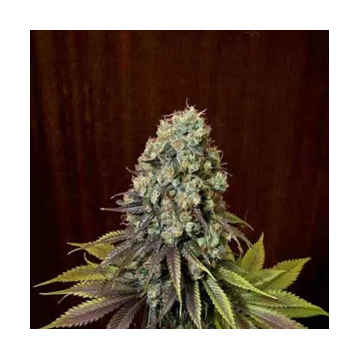 Blue Hash Feminizada Dinafem