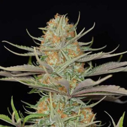 Sweet Deep Grapefruit