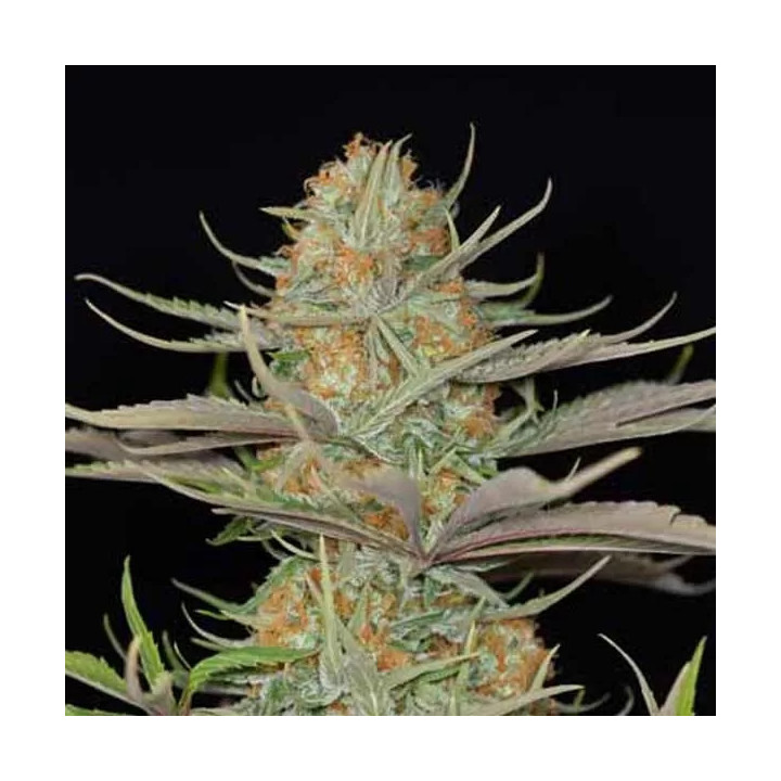 Sweet Deep Grapefruit Feminizada Dinafem