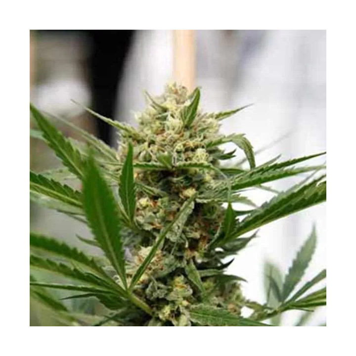 Sweet Deep Grapefruit Feminizada Dinafem