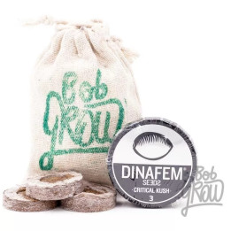  Critical Kush Feminizada【Dinafem】
