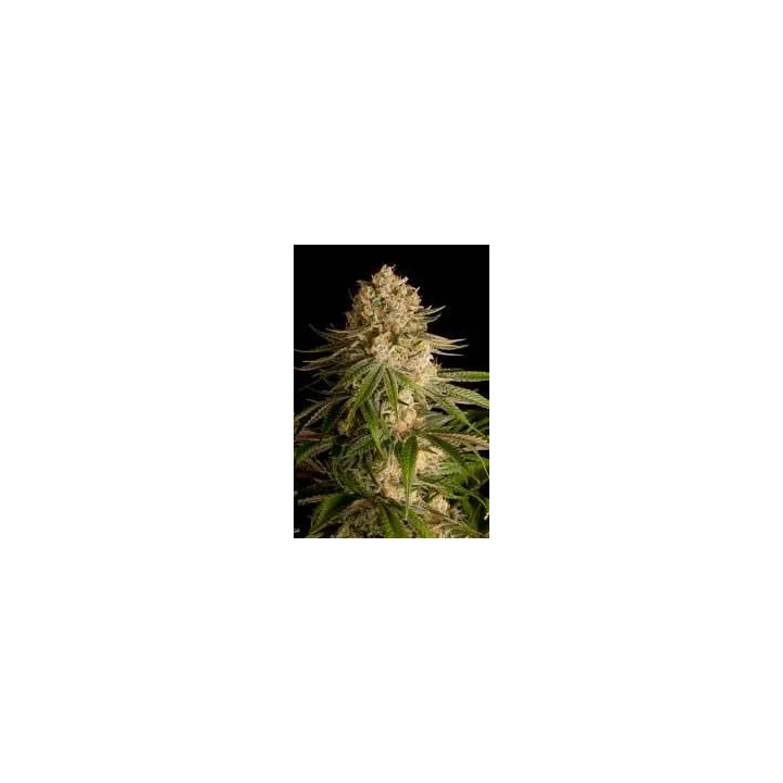 Critical Kush FeminizadaDinafem