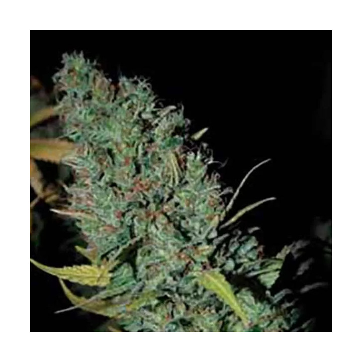 Strawberry Amnesia Feminizada Dinafem