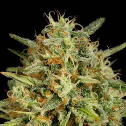 Strawberry Amnesia