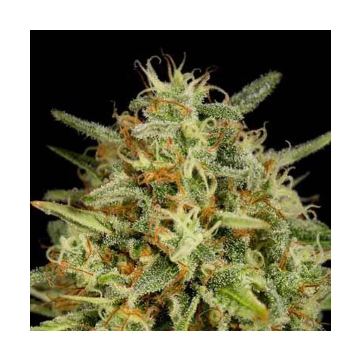 Strawberry Amnesia Feminizada Dinafem