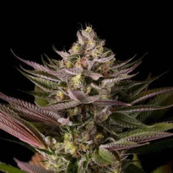 BLUE KUSH