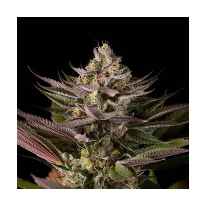 Blue Kush Feminizada Dinafem