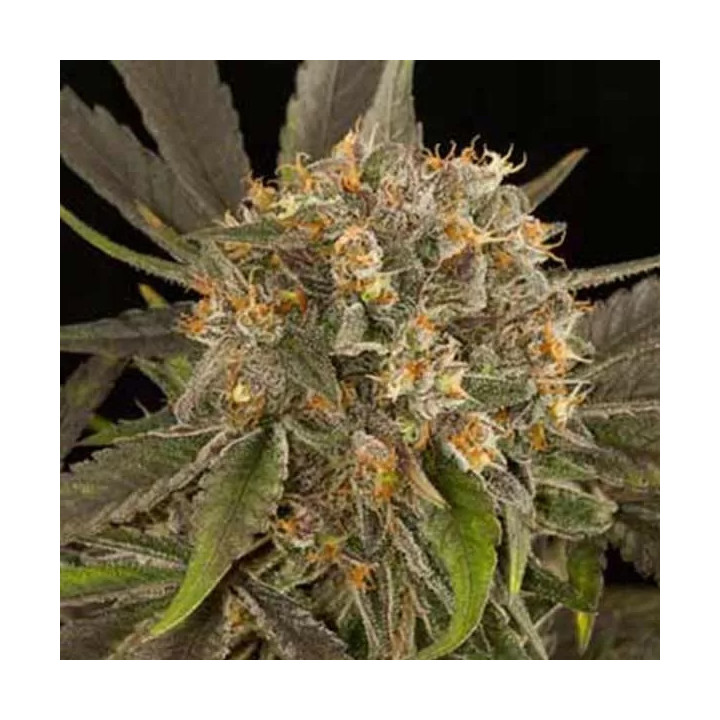 Blue Kush Feminizada Dinafem