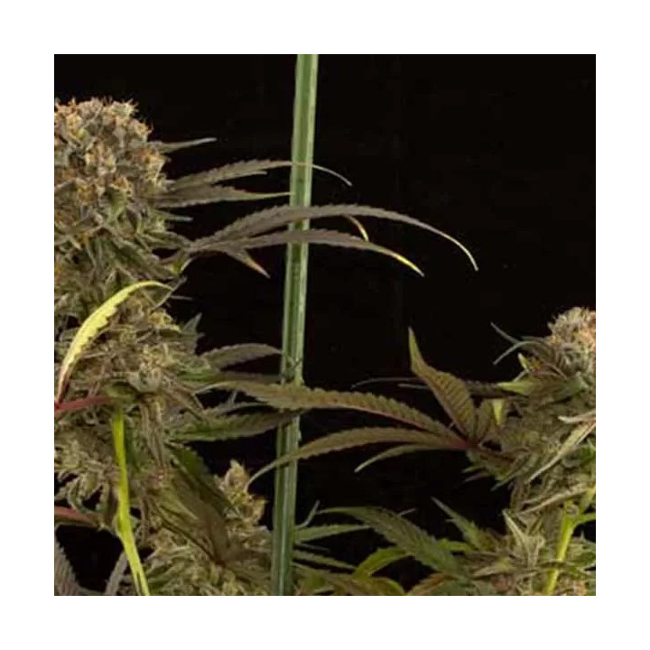 Blue Kush Feminizada Dinafem