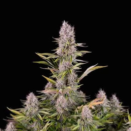  Amnesia Kush Feminizada 【Dinafem】