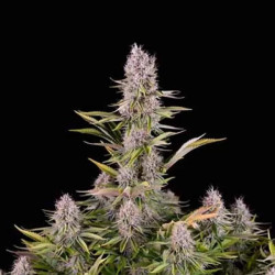 AMNESIA KUSH