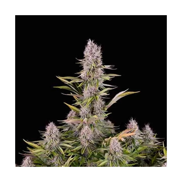 Amnesia Kush Feminizada Dinafem