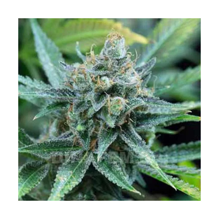 Amnesia Kush Feminizada Dinafem