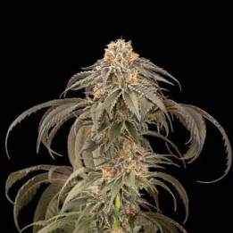  Purple Afghan Kush Feminizada 【Dinafem】