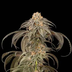PURPLE AFGHAN KUSH