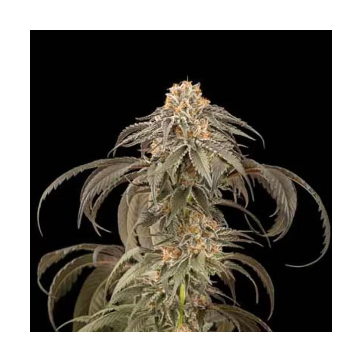  Purple Afghan Kush Feminizada 【Dinafem】