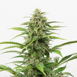 Critical + Auto 【Dinafem Autofloreciente】