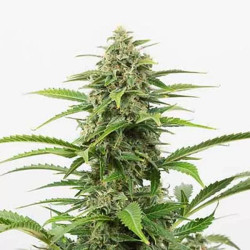 Critical + Auto
