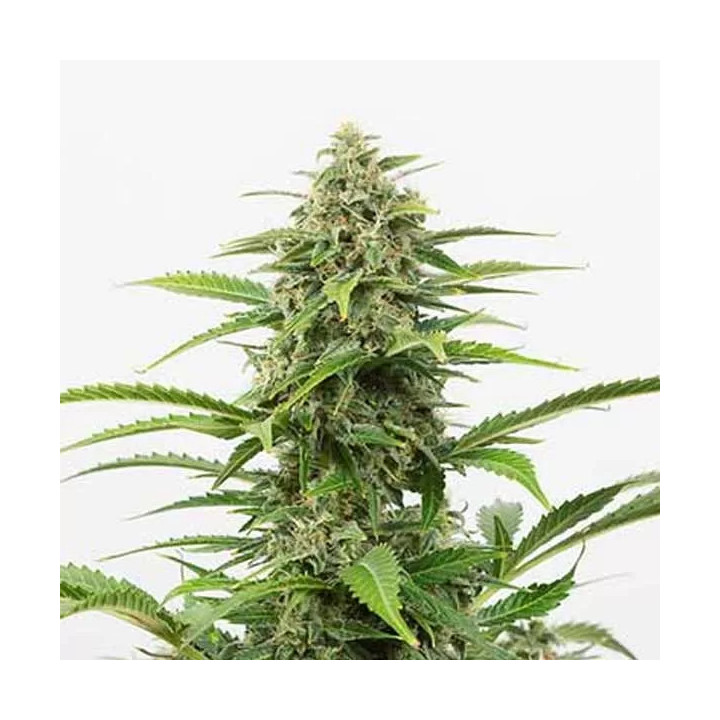 Critical + Auto Dinafem Autofloreciente