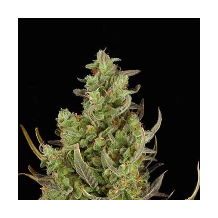 Critical + Auto Dinafem Autofloreciente