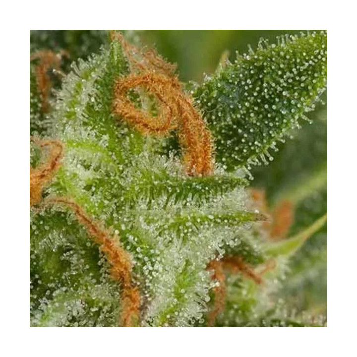 Critical + Auto Dinafem Autofloreciente