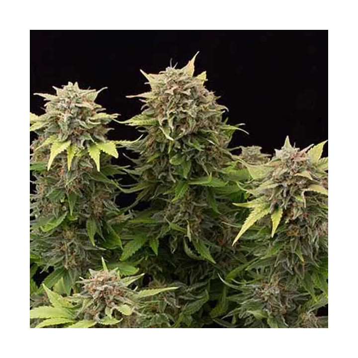  Moby Dick Auto 【Dinafem Autofloreciente】