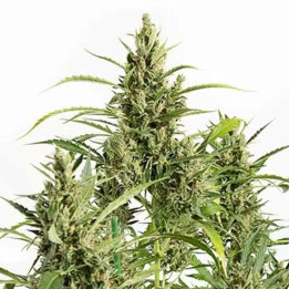  Original Amnesia Auto 【Dinafem Autofloreciente】