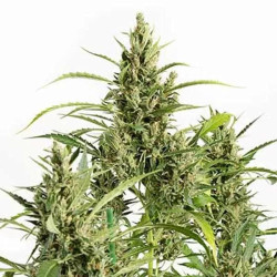 Original Amnesia Auto