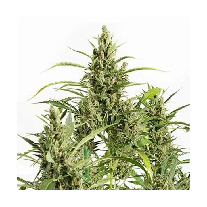 Original Amnesia Auto Dinafem Autofloreciente