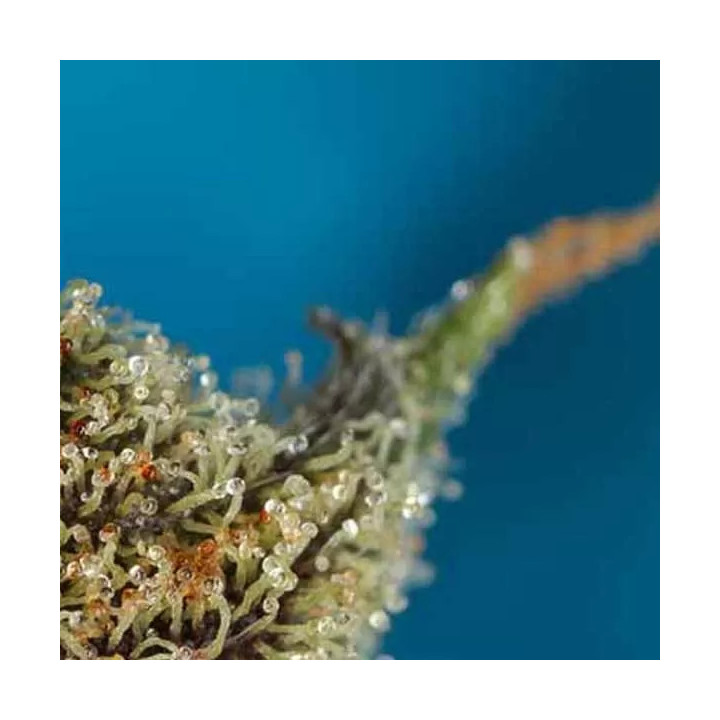 Original Amnesia Auto Dinafem Autofloreciente