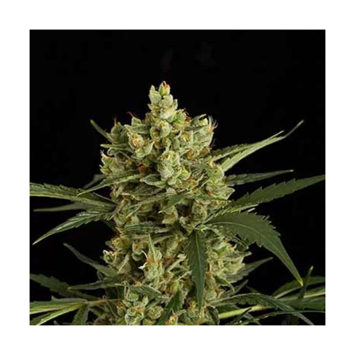 Original Amnesia Auto Dinafem Autofloreciente