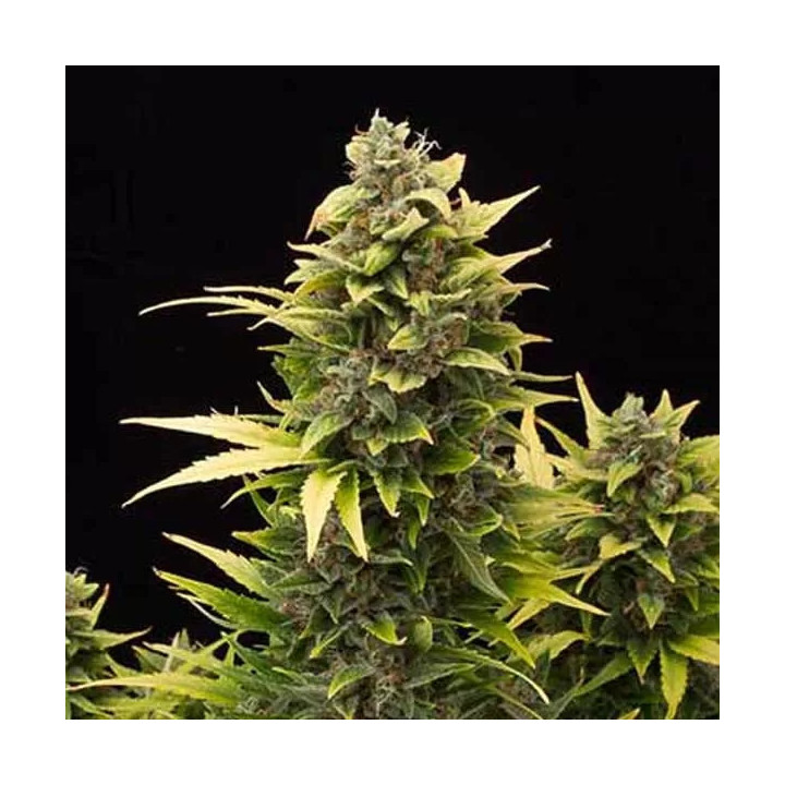 Original Amnesia Auto Dinafem Autofloreciente