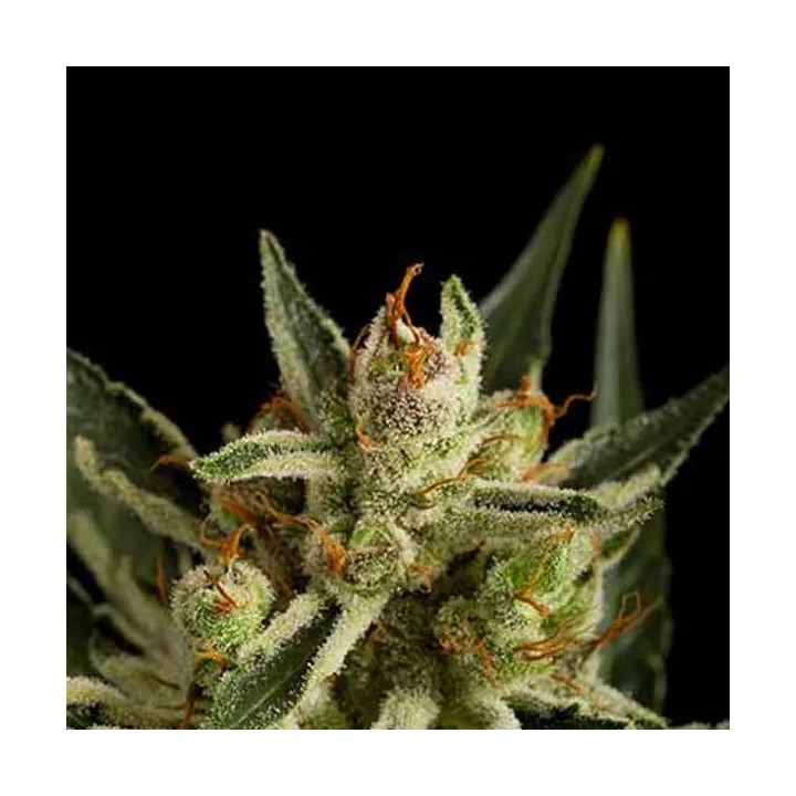 Original Amnesia Auto Dinafem Autofloreciente