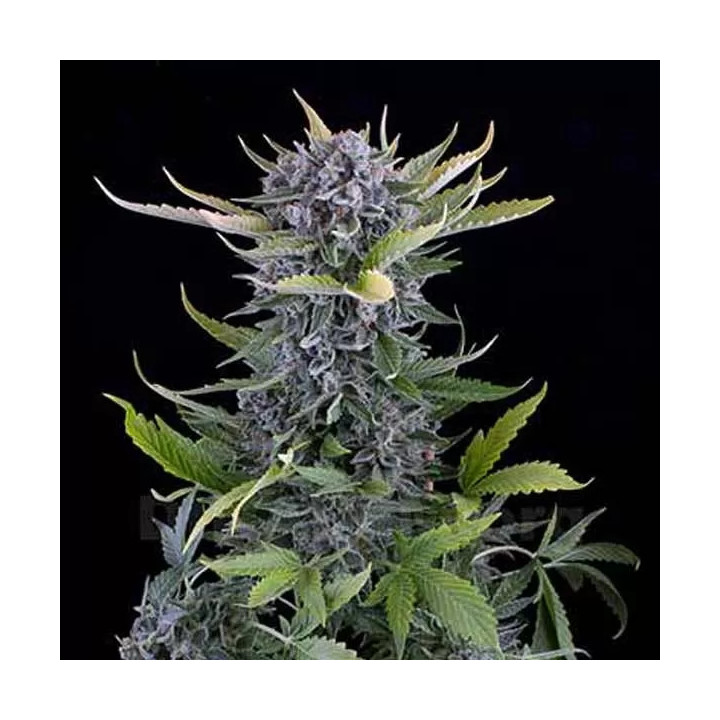 White Widow Auto Dinafem Autofloreciente