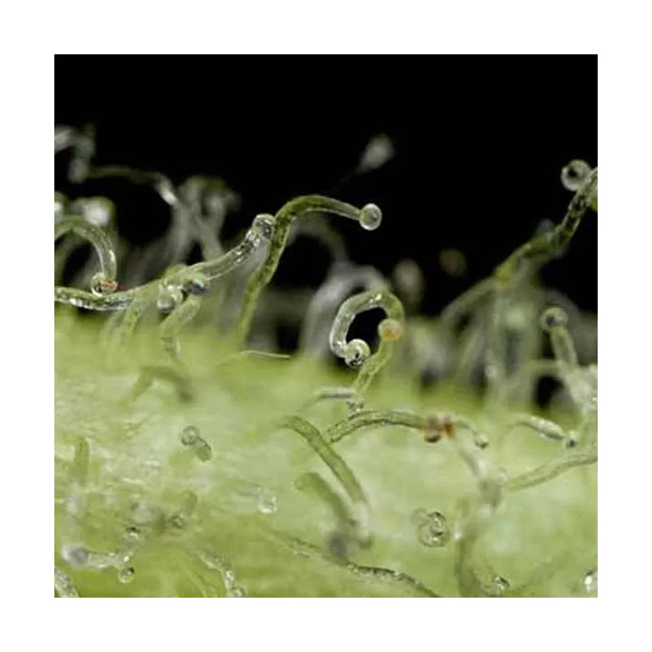 White Widow Auto Dinafem Autofloreciente
