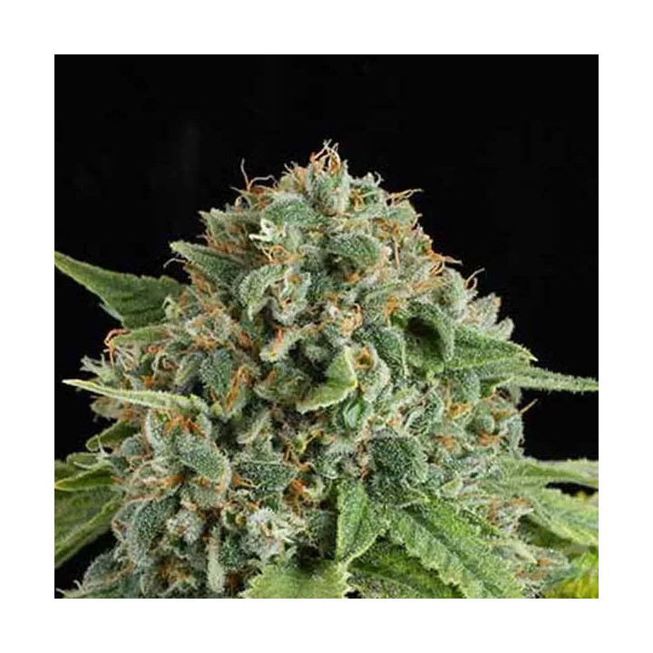 White Widow Auto Dinafem Autofloreciente
