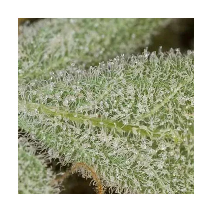 White Widow Auto Dinafem Autofloreciente