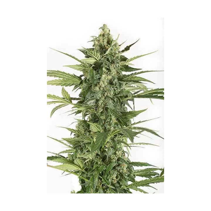  Blue Cheese Auto 【Dinafem Autofloreciente】