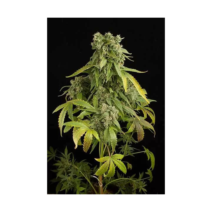  Blue Cheese Auto 【Dinafem Autofloreciente】