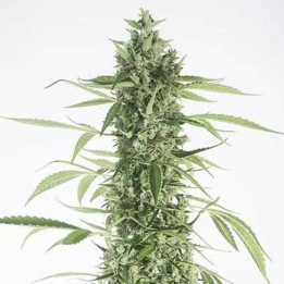  Moby Dick XXL Auto 【Dinafem Autofloreciente】